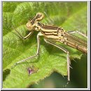 Platycnemis pennipes - Blaue Federlibelle w05.jpg